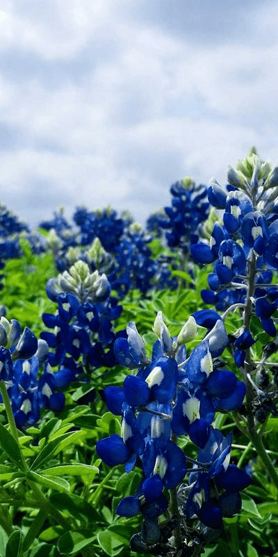 Creative Composition - Professional showcase