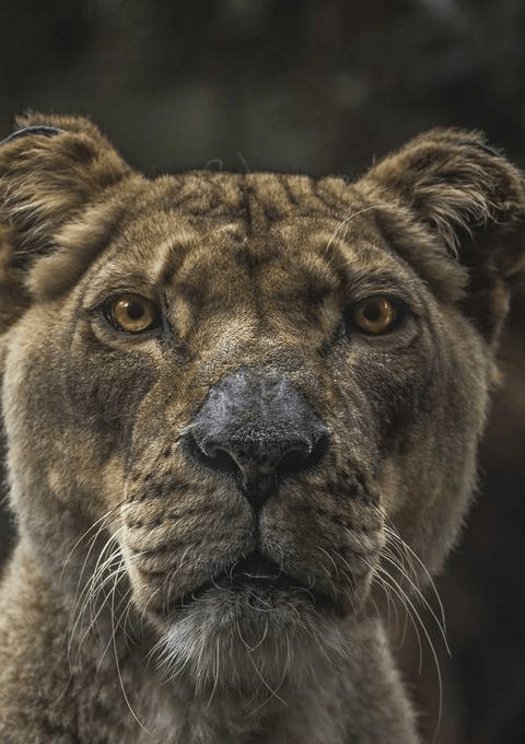 Textural Harmony - Professional showcase