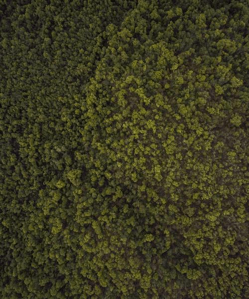 Dynamic Focus - Professional showcase